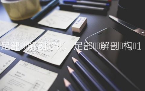 足部韧带解剖图外侧,足部韧带解剖结构图