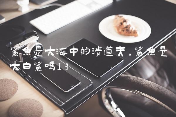 鲨鱼是大海中的清道夫,鲨鱼是大白鲨吗
