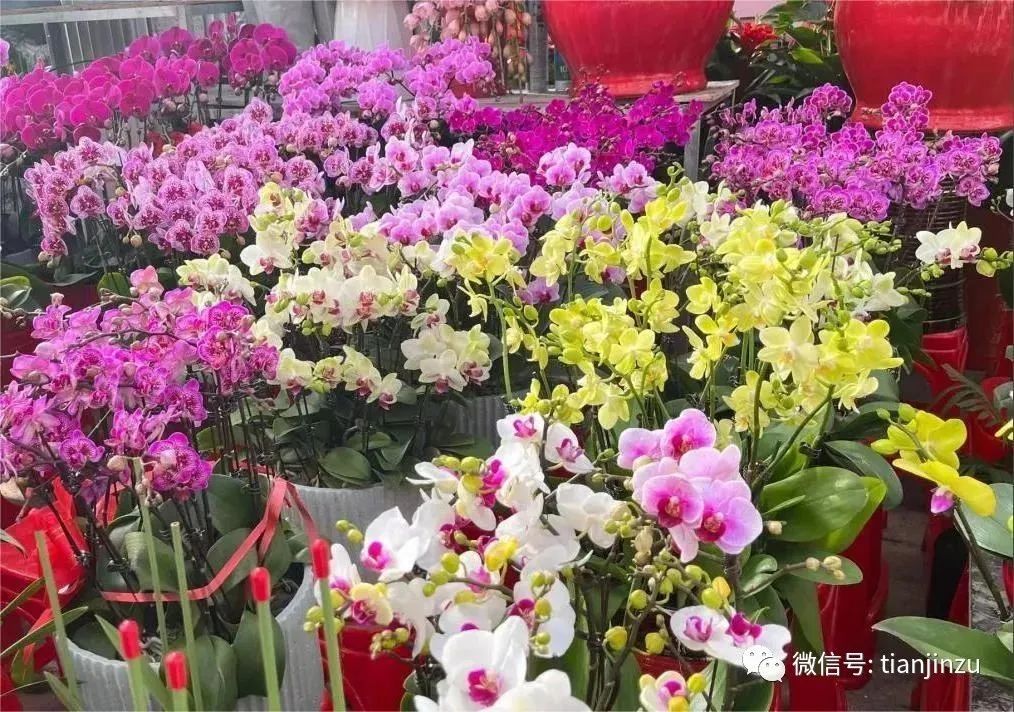 天津雪马上到！局地降温18℃！兔年首场寒潮！天津这个景区恢复运营！假期去哪玩？这份“节目单”请查收！这届春晚名场面来了！天津还有-图138